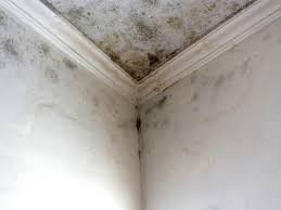 Why You Should Choose Our Mold Remediation Services in Oak Grove, MS